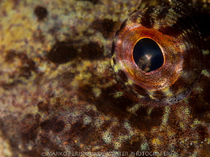EYEBALLING by Marko Perisic 